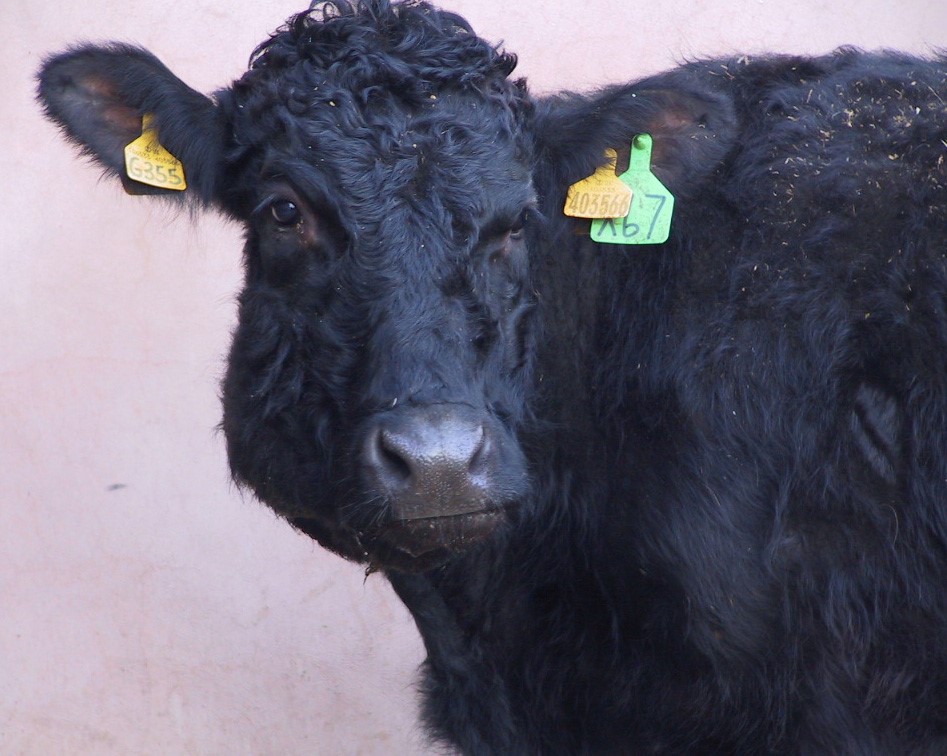 Mouth problems in cattle