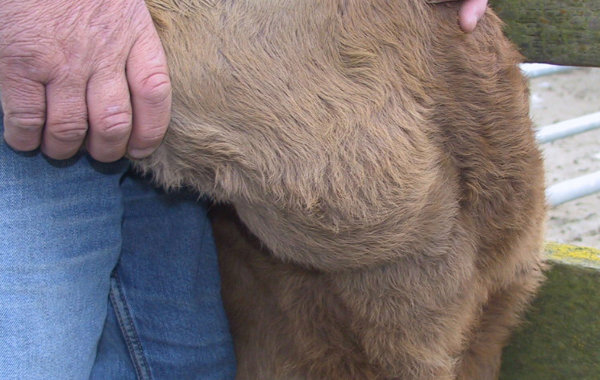 Calf Diphtheria