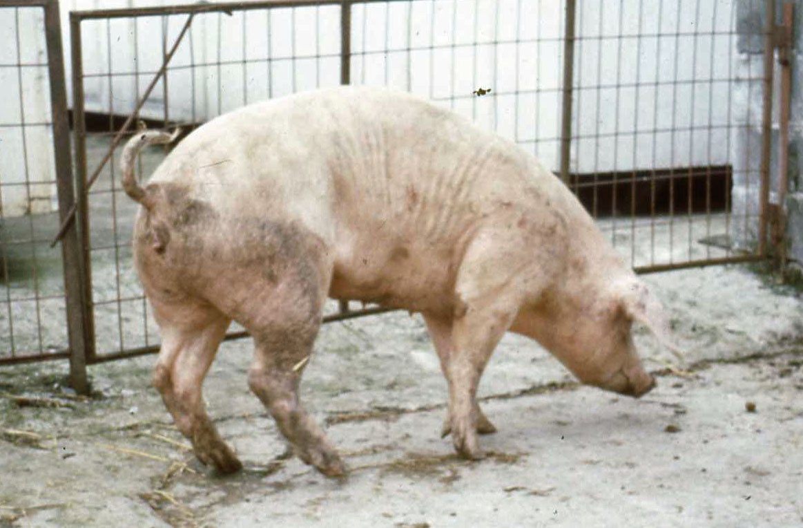 fig1