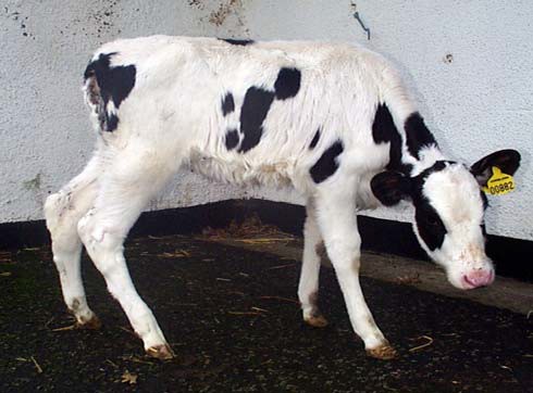 Cerebellar hypoplasia is characterised by lowered head carriage, a wide-based stance and inco-ordination