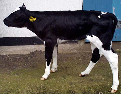 Cerebellar hypoplasia is a common congenital brain abnormality of calves