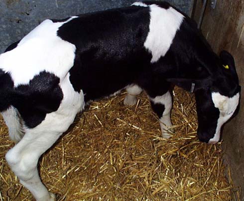 Calves may show "head pressing" behaviour