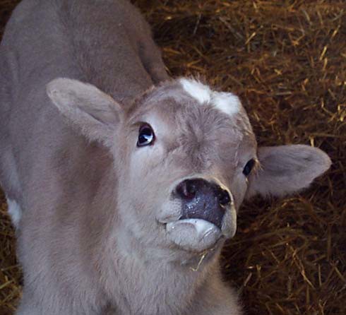Calves are blind and may show "star-gazing" behaviour