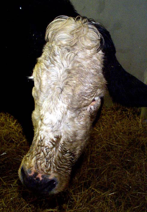 Drooped ear and upper eyelid and flaccid lip on one side of the face