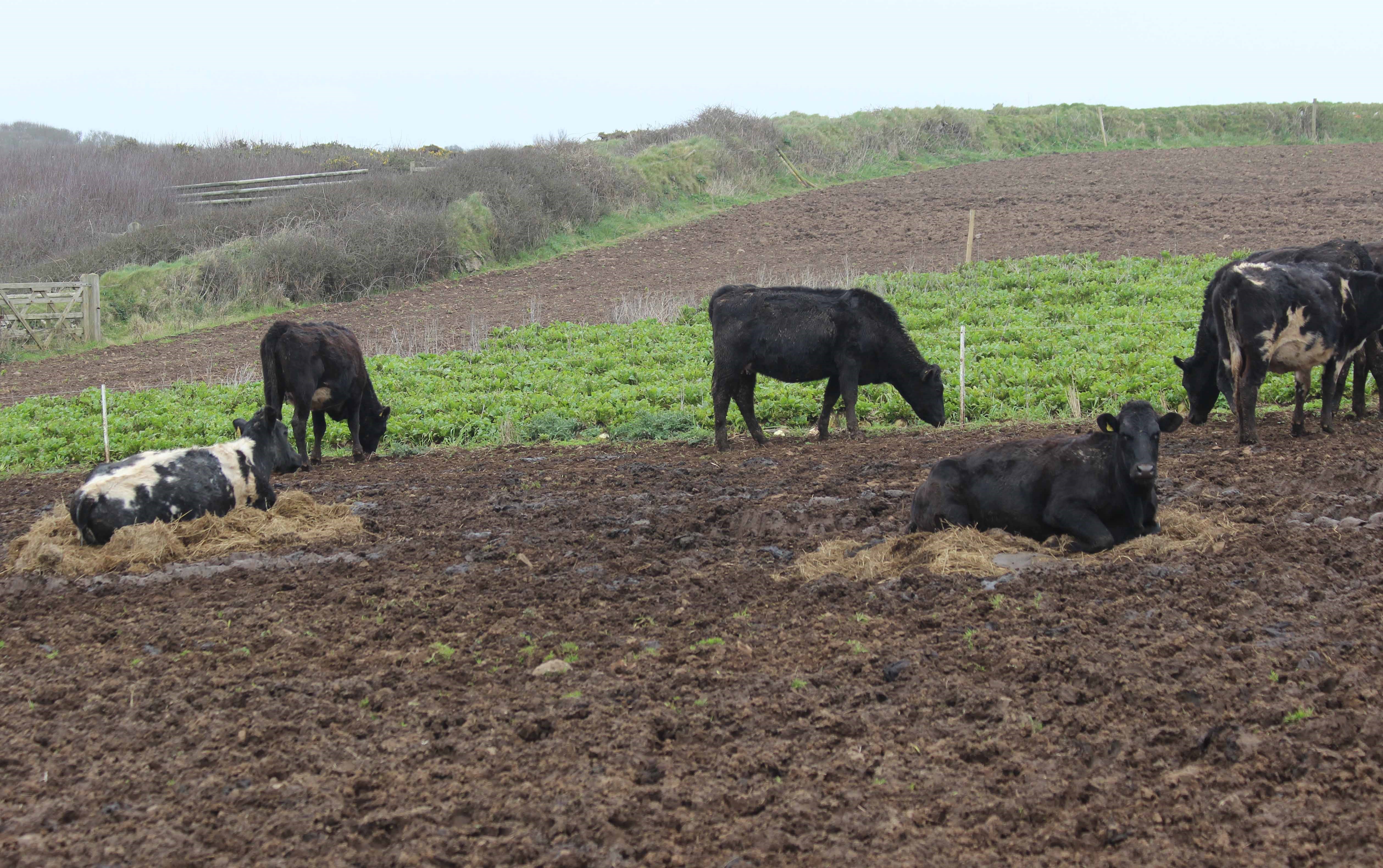 Outwintering