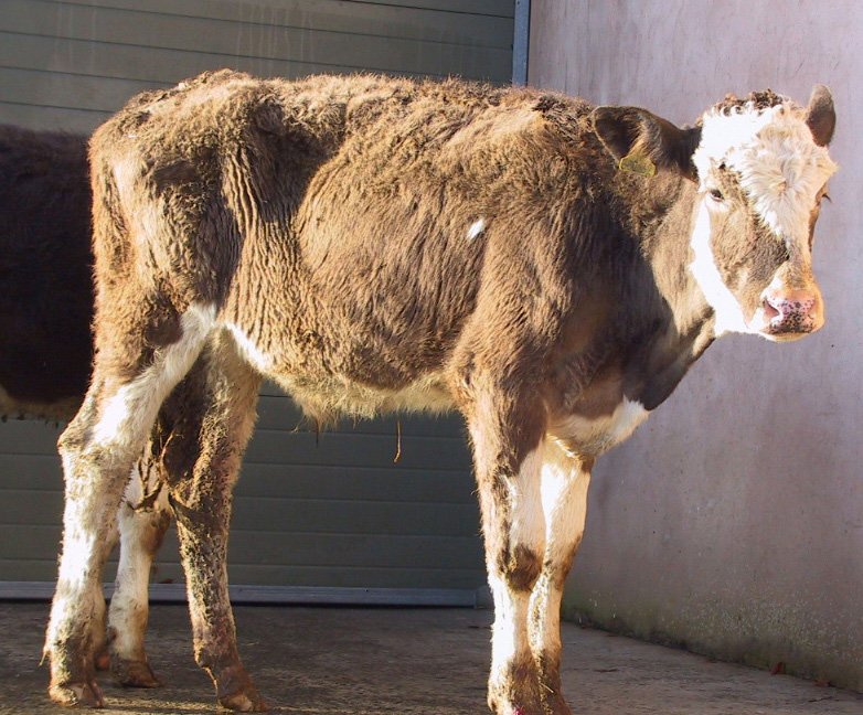3 plant poisoning - cattle showing straining