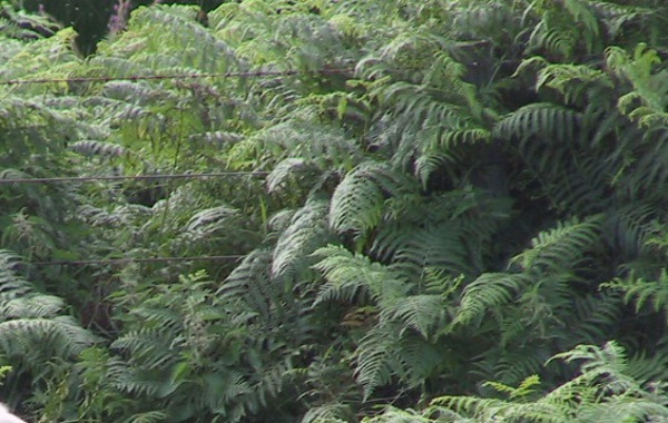 Bracken Poisoning