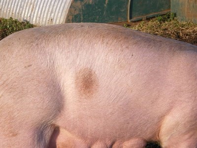 Ringworm F2