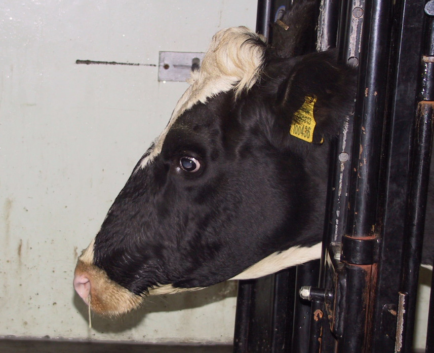 RepiratoryAdultCattle (4)