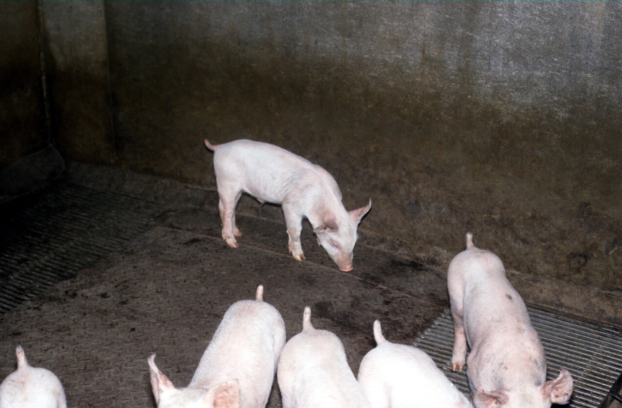 Resp Dis in Piglets F1