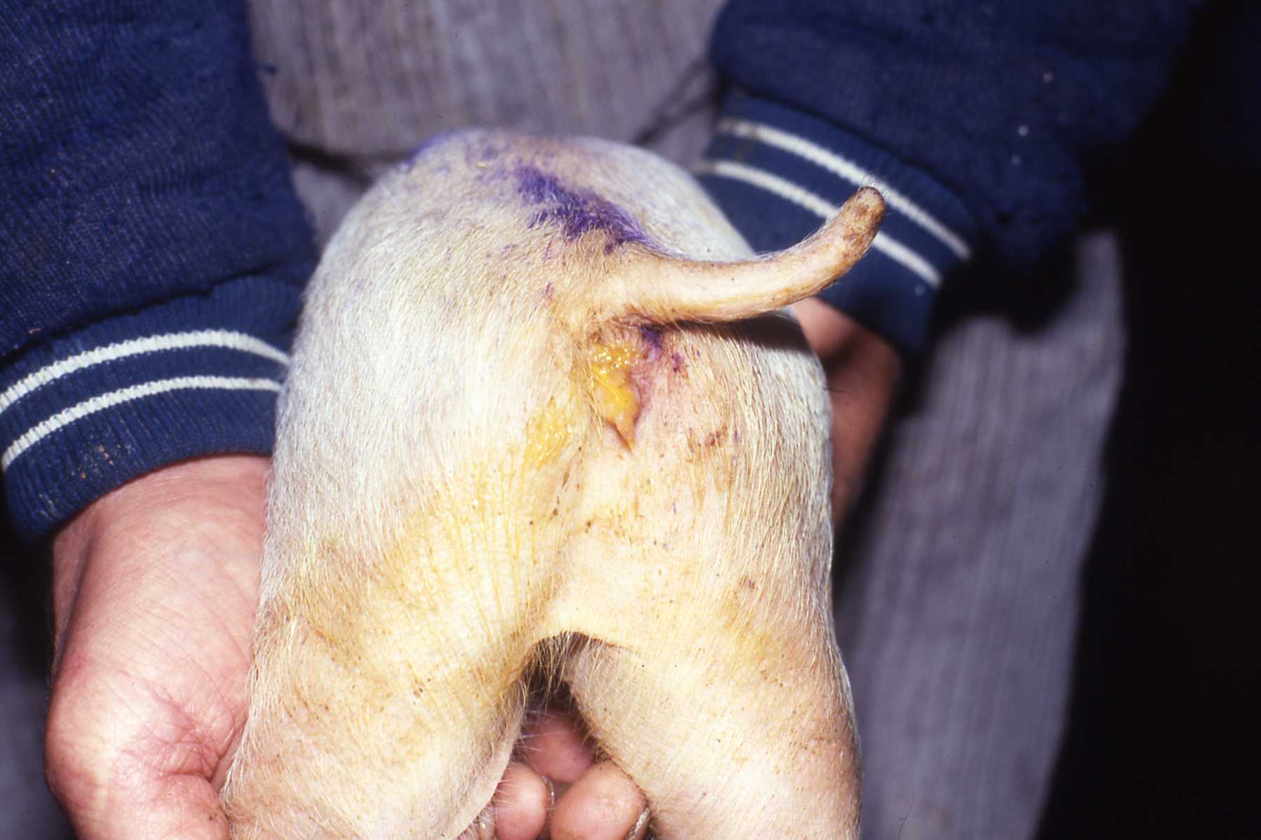 fig1