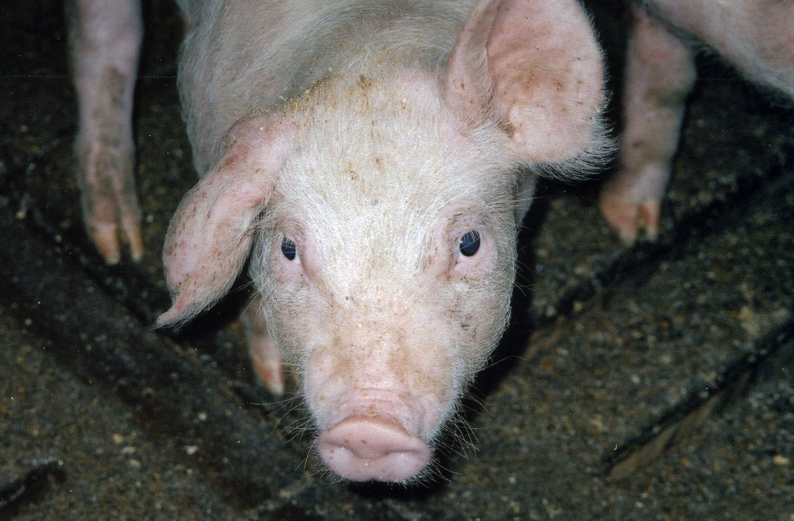 fig6