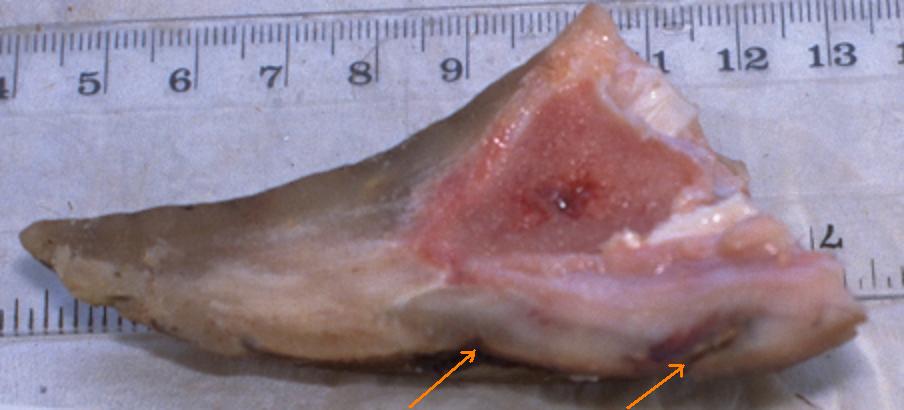 fig2
