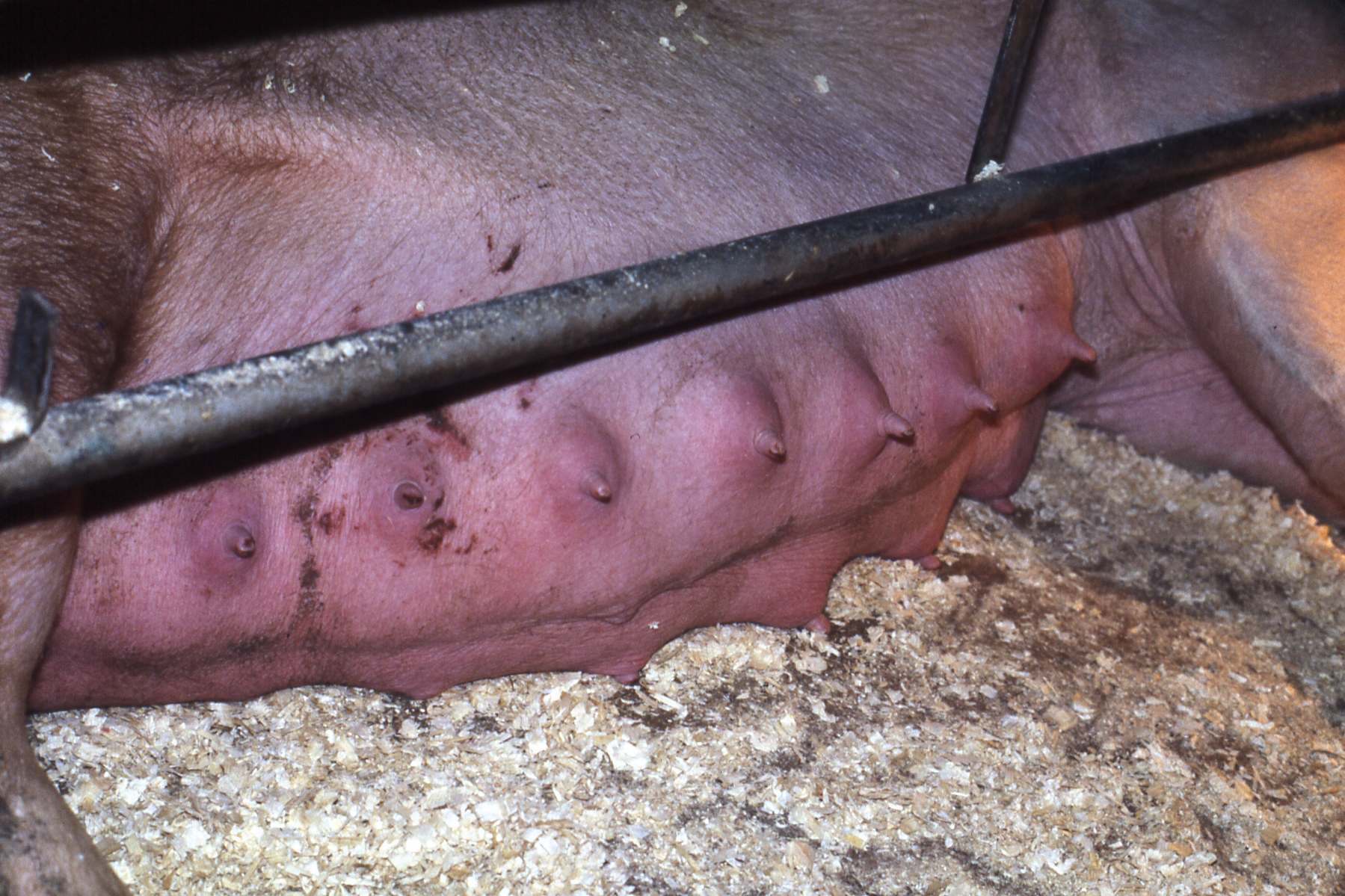 Sow Mastitis Fig 1