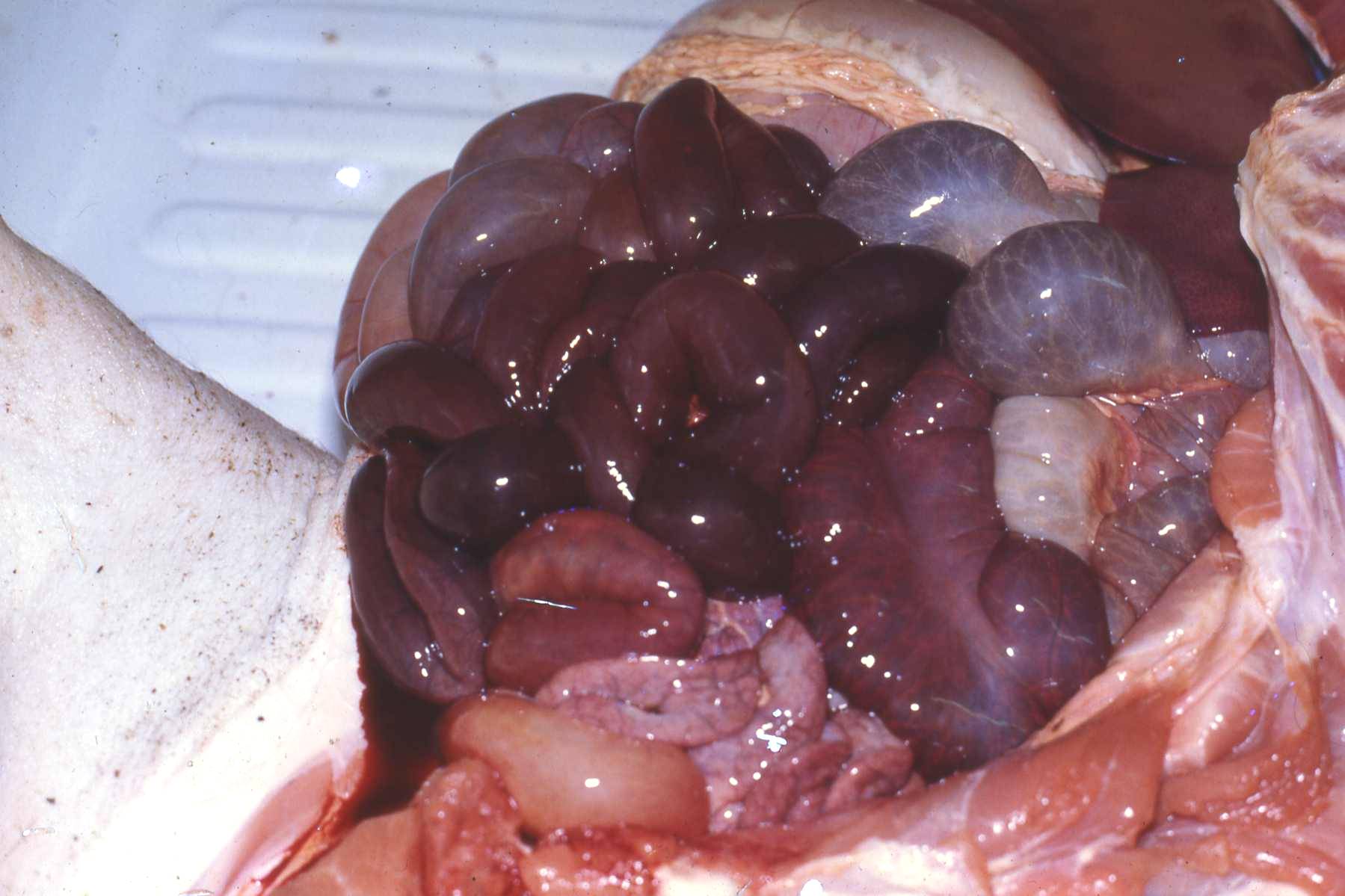 fig1
