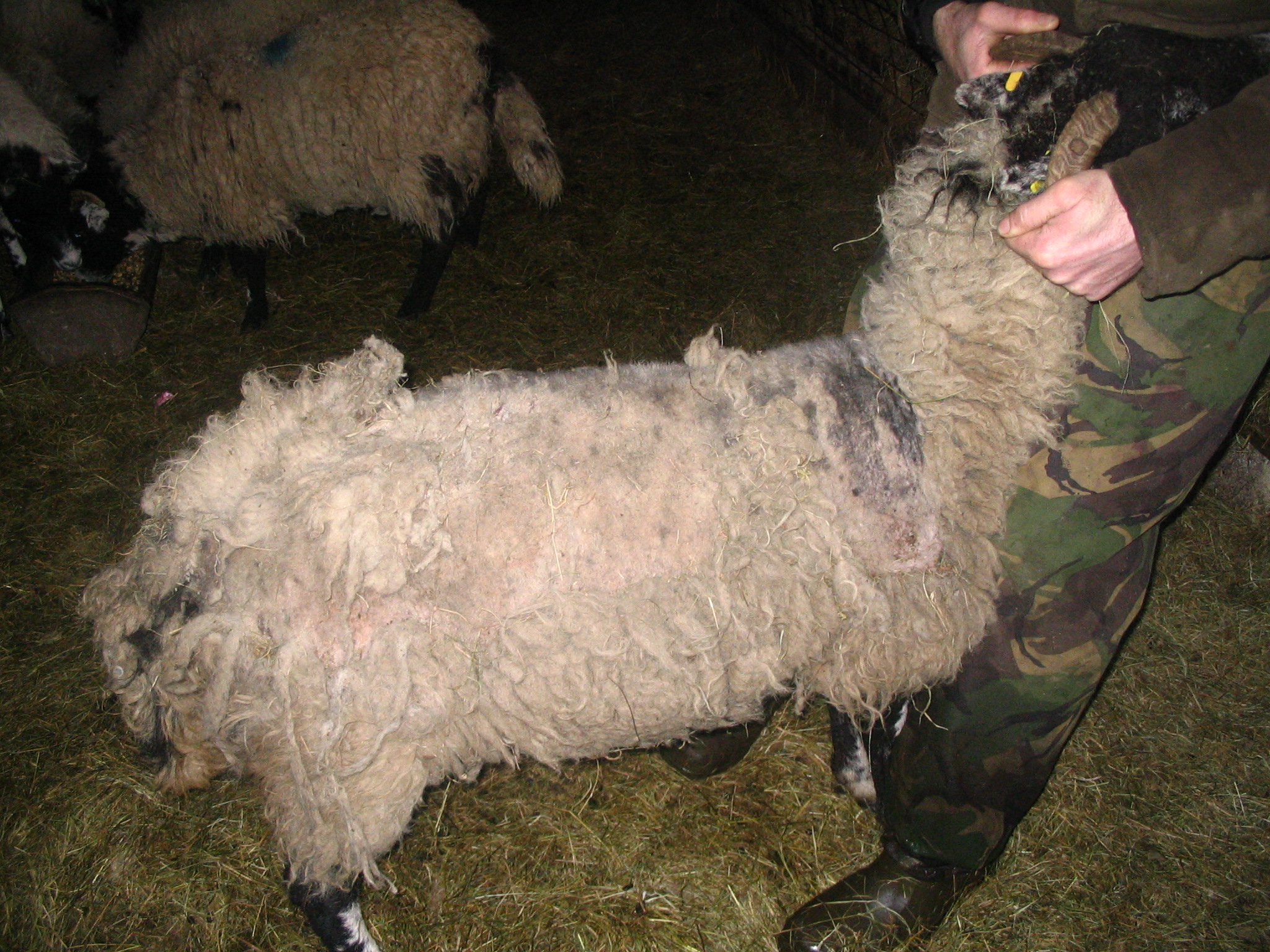 Itchy Sheep F1