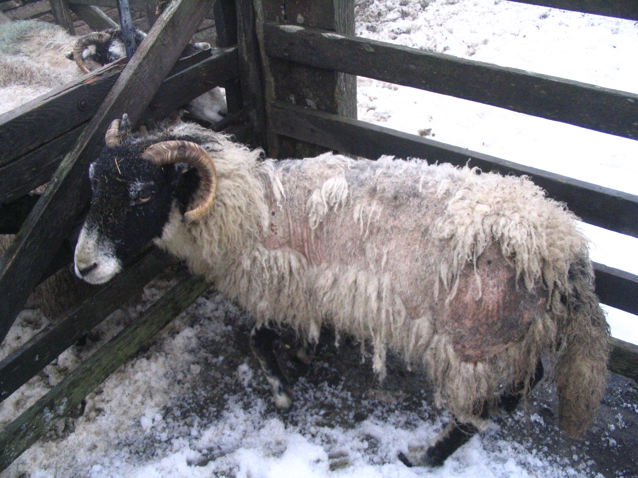 Itchy Sheep F5