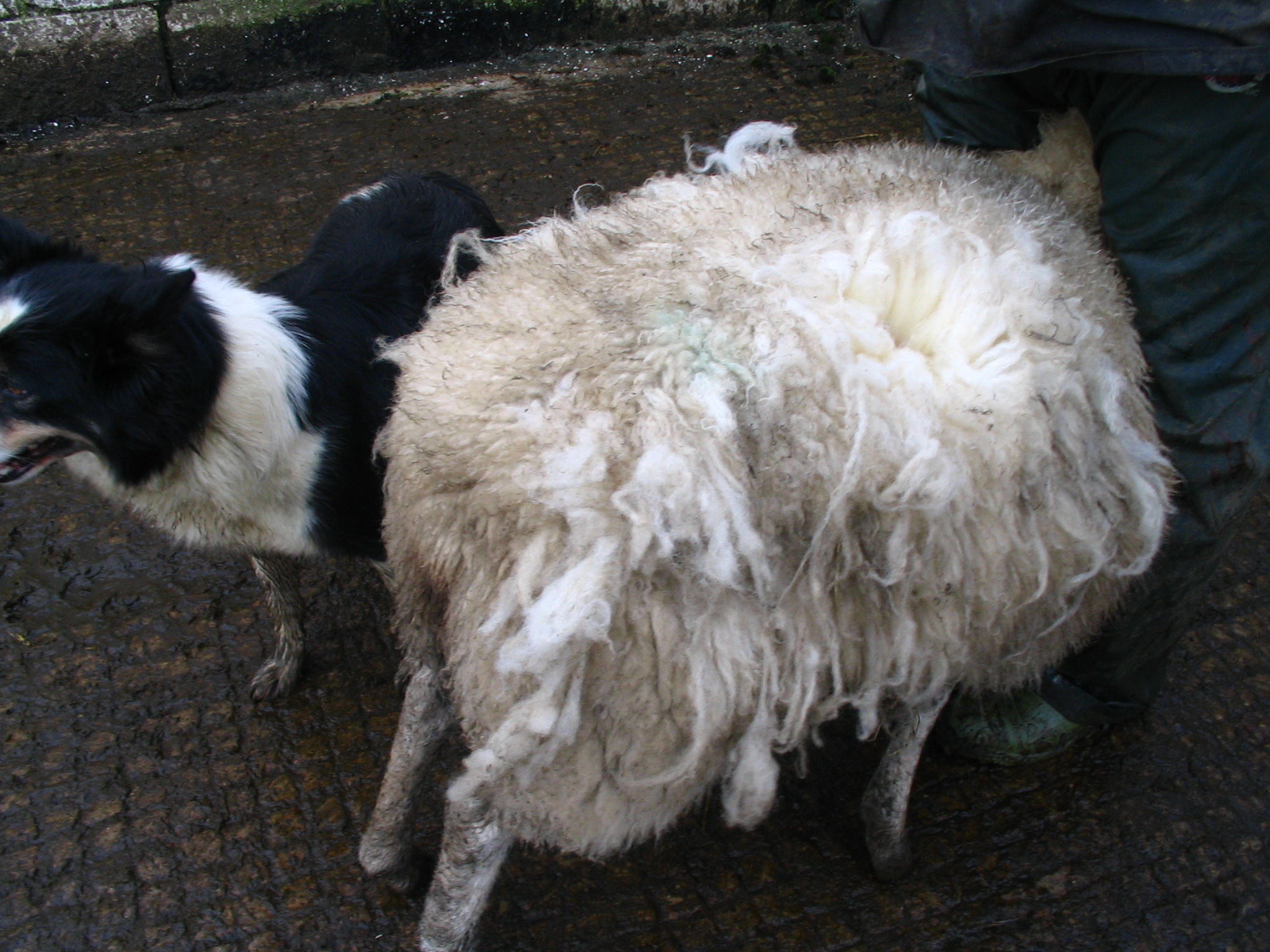 Itchy Sheep F6