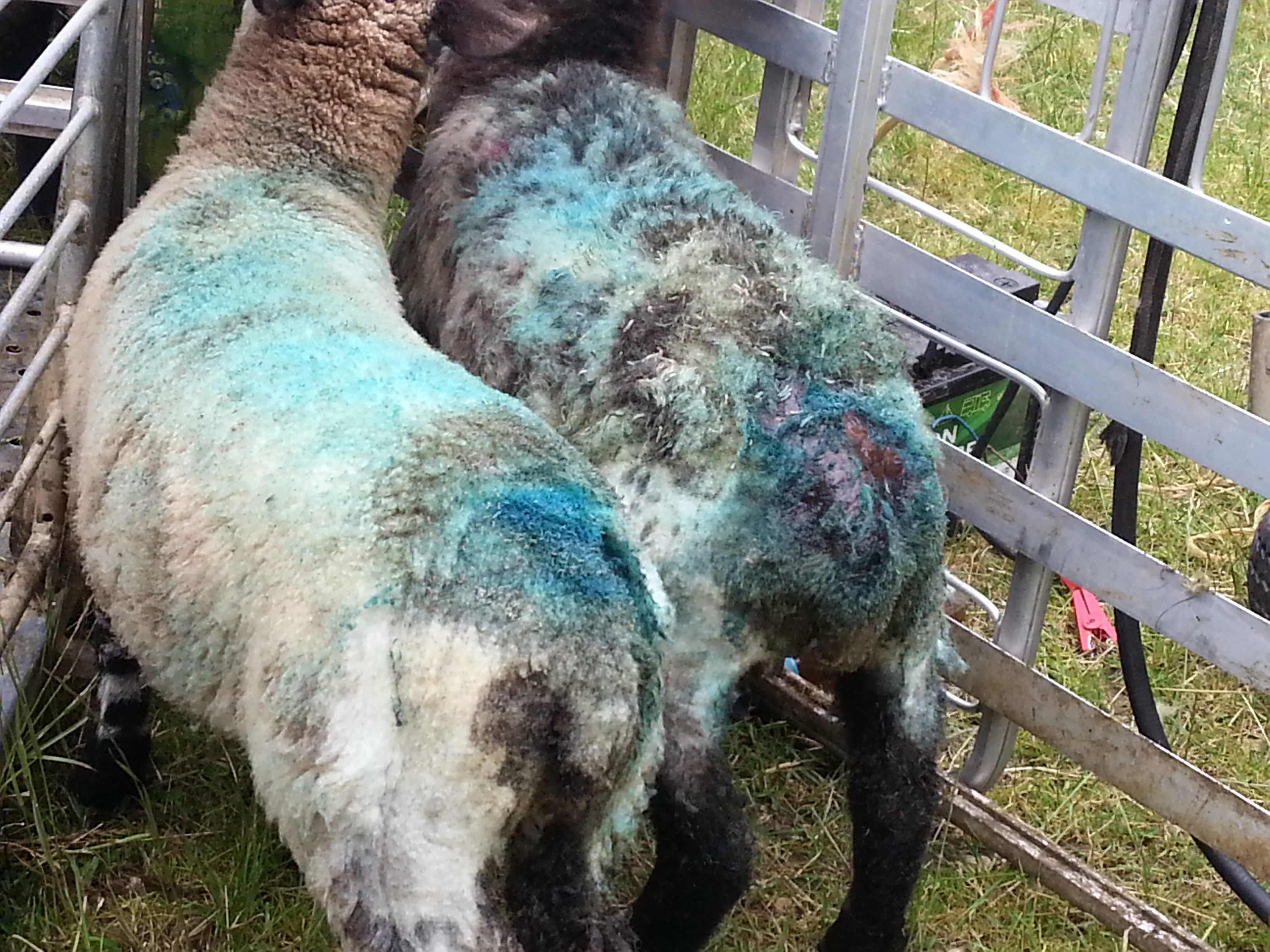 Itchy Sheep F7
