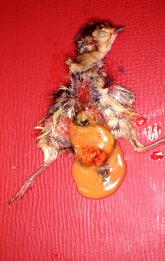 Infection Yolk Sac Fig 1