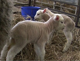 2 Pre lambing ewe nutrition and metabolic diseases restricted placental growth