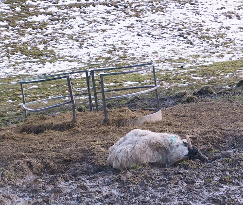 12 Pre lambing ewe nutrition and metabolic diseases death twin bearing ewe