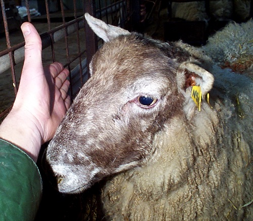 13 Pre lambing ewe nutrition and metabolic diseases pregnancy toxaemia blindness