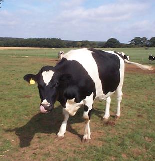 Dairy herd fertility