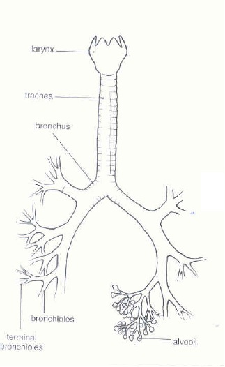 fig2