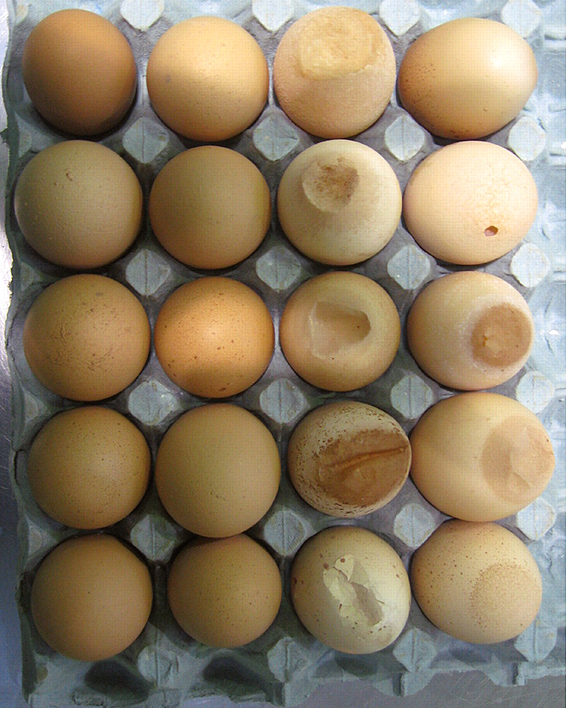Apical shell deformities