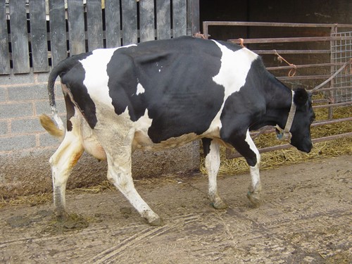 Lameness control - Mobility scoring