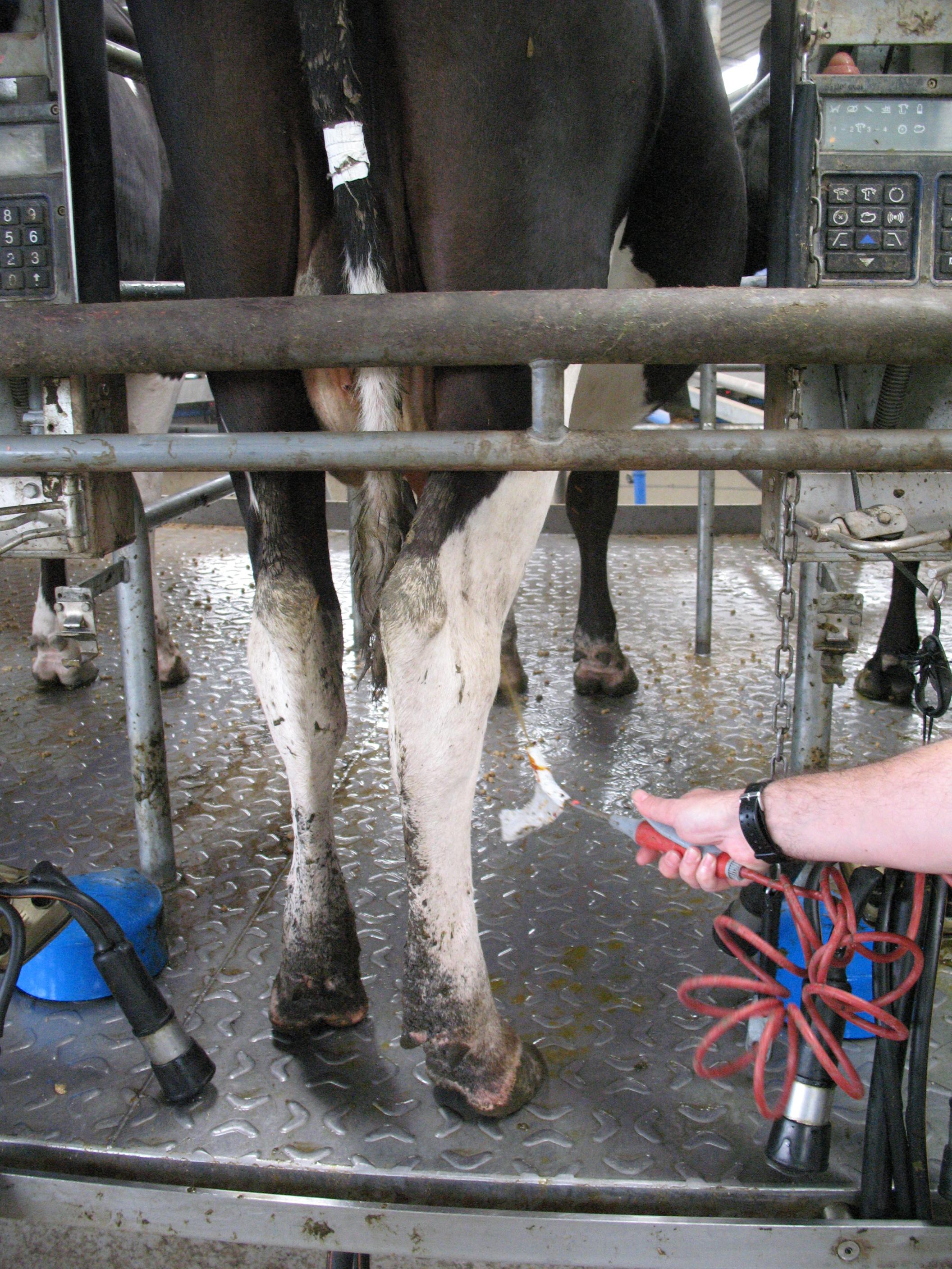 Teat disinfection is a crucial part of mastitis control