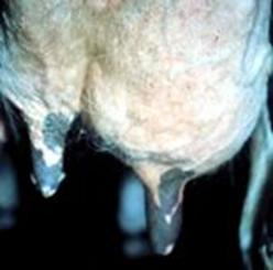 Mastitis control and management