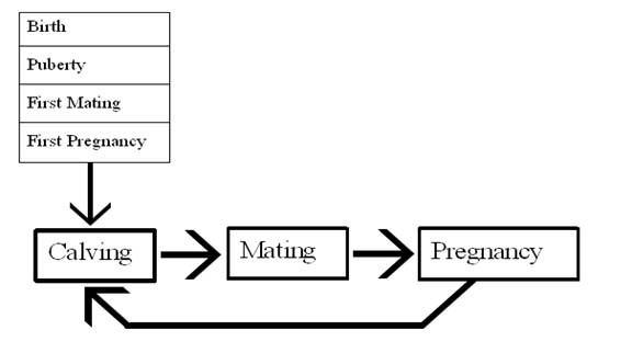 1 dairy herd fertility cycle