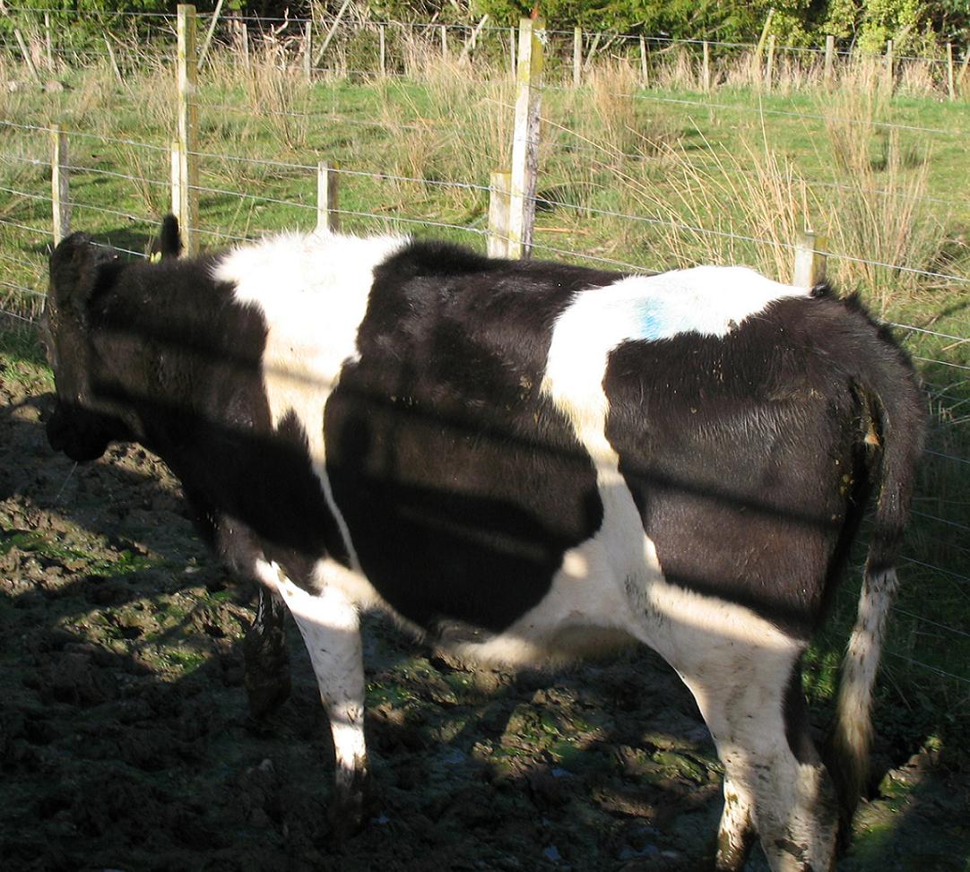 5 dairy herd fertility heifer