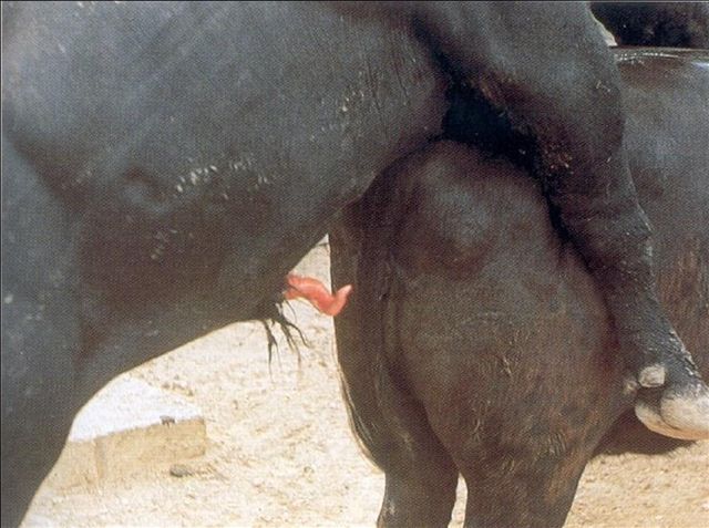 7 spiral (corkscrew) penile deviation