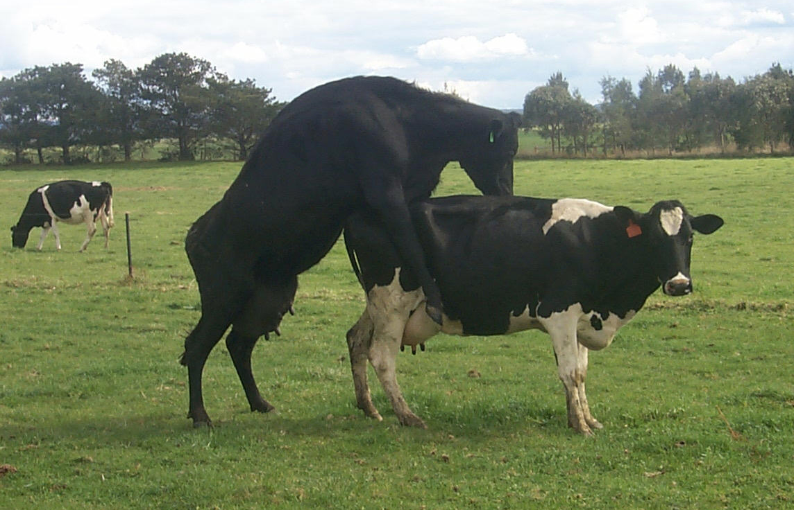 1 dairy fertility oestrus