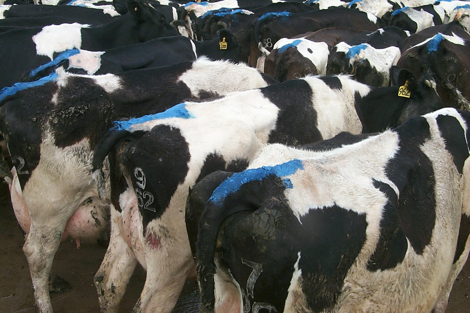 4 dairy fertility heat detection aids