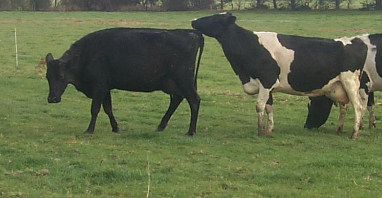 When cows should be inseminated Fig 2