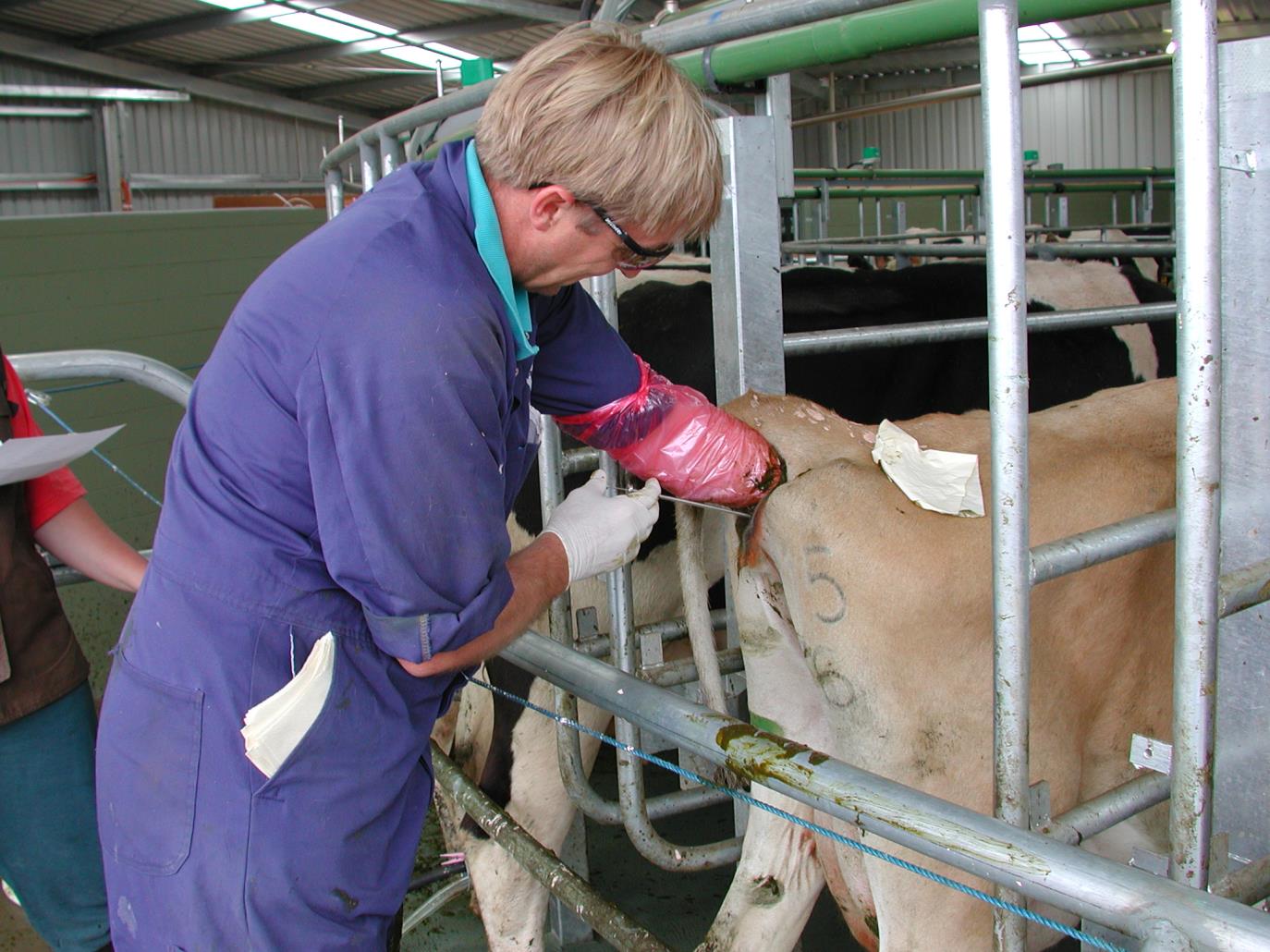 When cows should be inseminated Fig 3