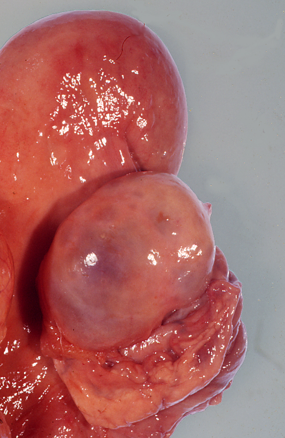 3 dairy herd fertility follicular cyst