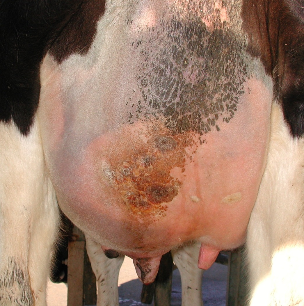 The impact of mastitis and lameness Fig 1