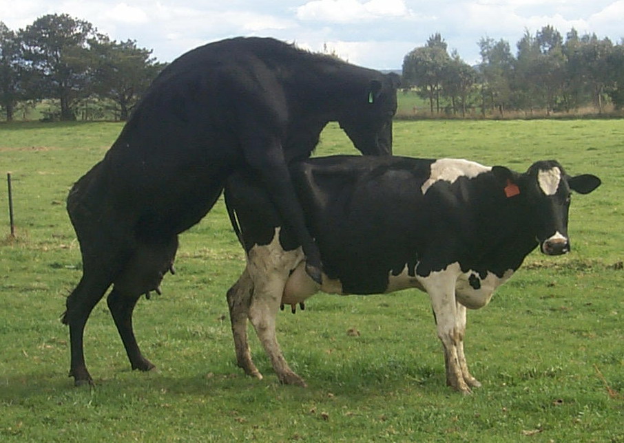 1 dairy herd fertility