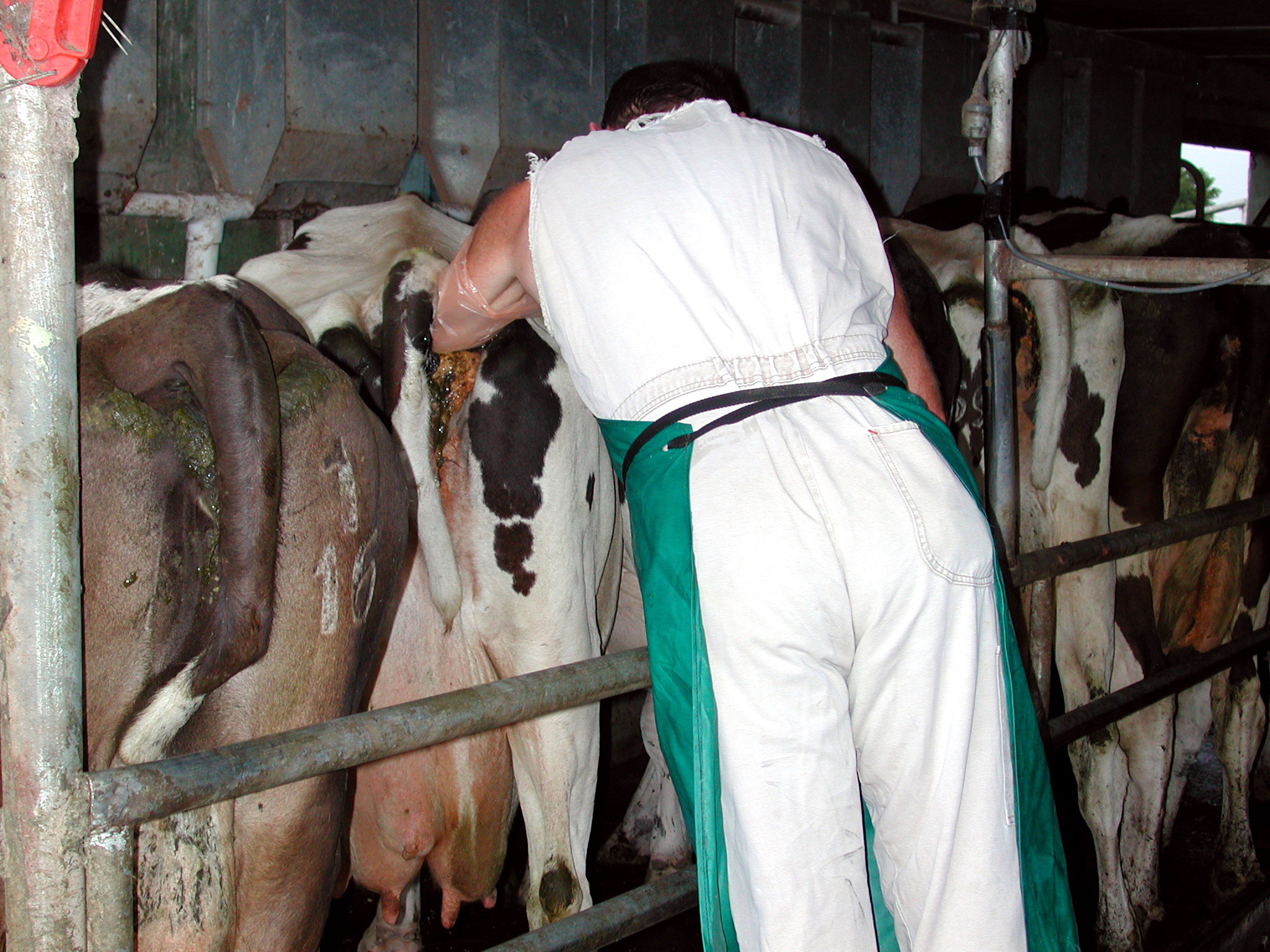 3 dairy herd fertility manual pregnancy diagnosis