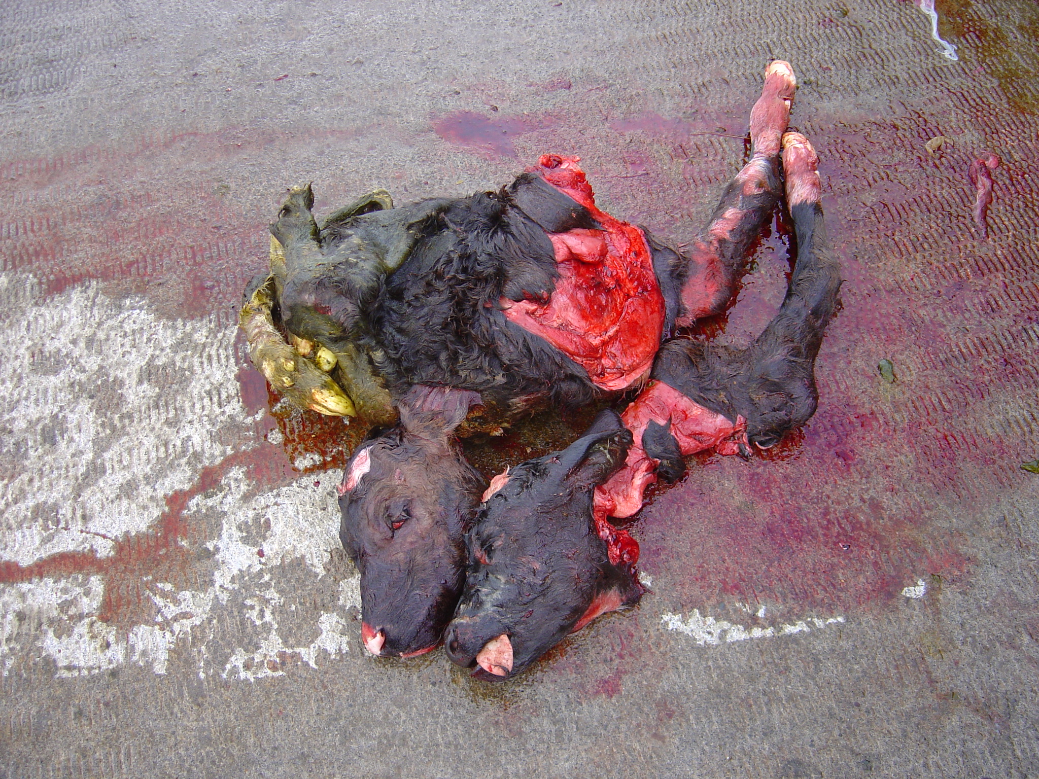 2 Aborted Calf