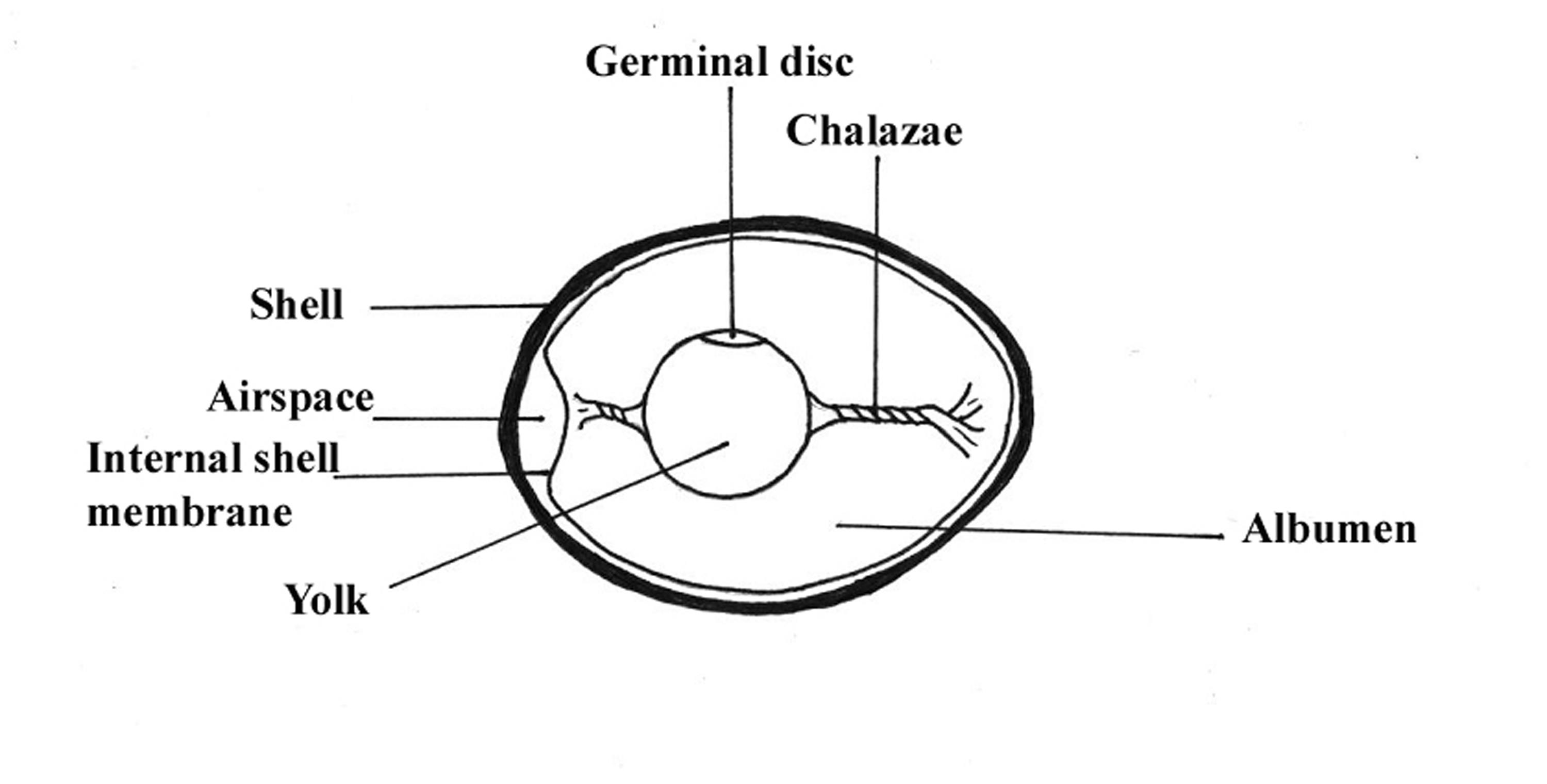 Egg
