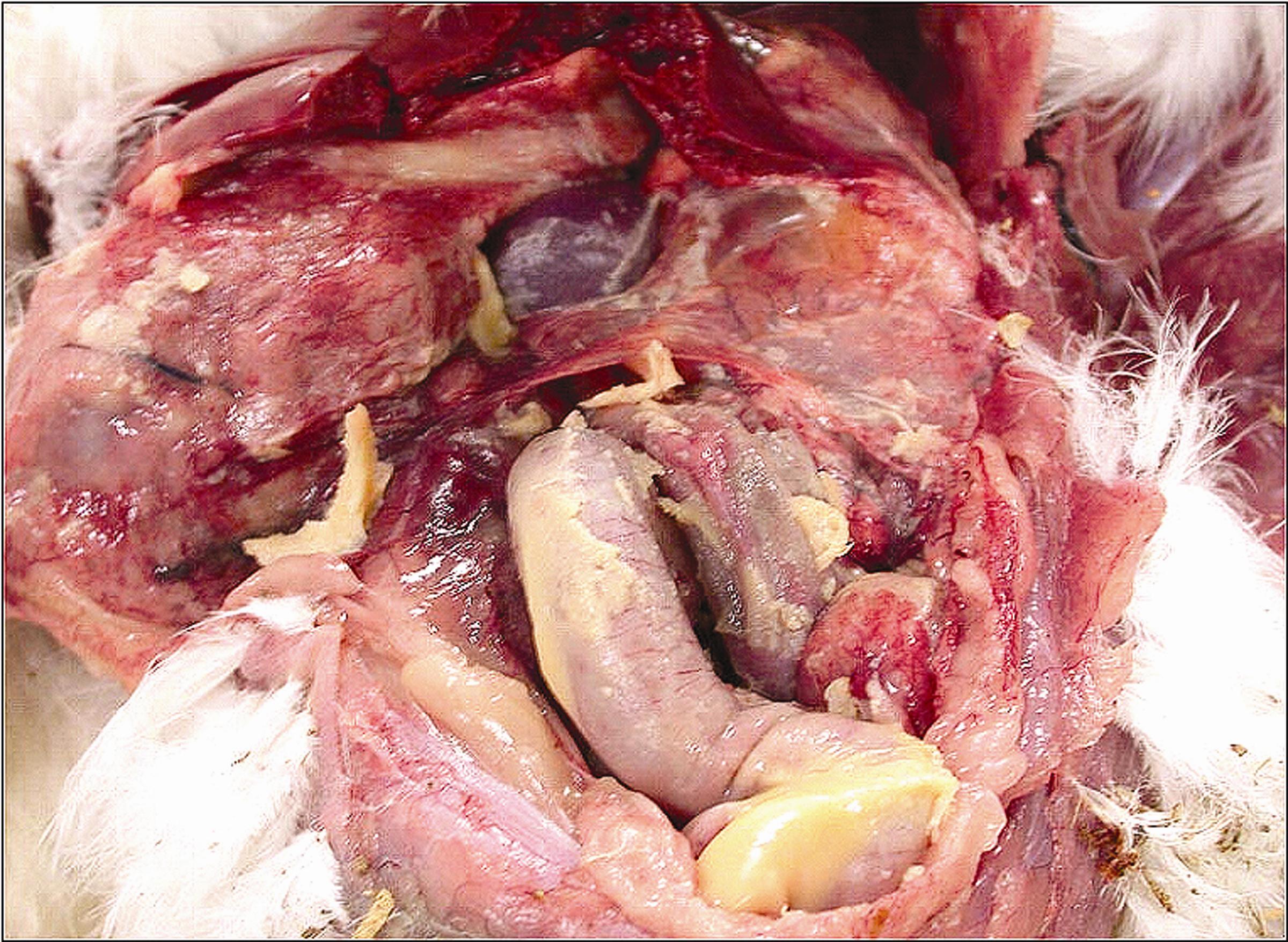 6.EGG PERITONITIS