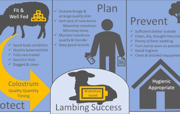 Neonatal nutrition and new born lamb care