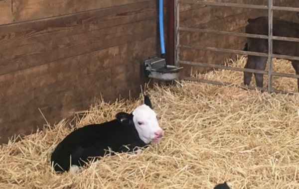 Calf House Hygiene