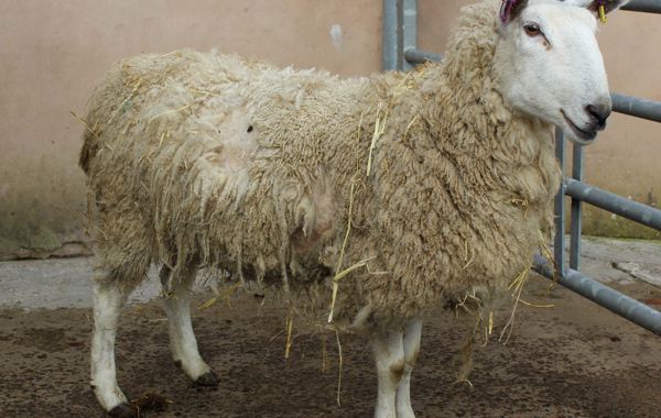 Sheep Lice